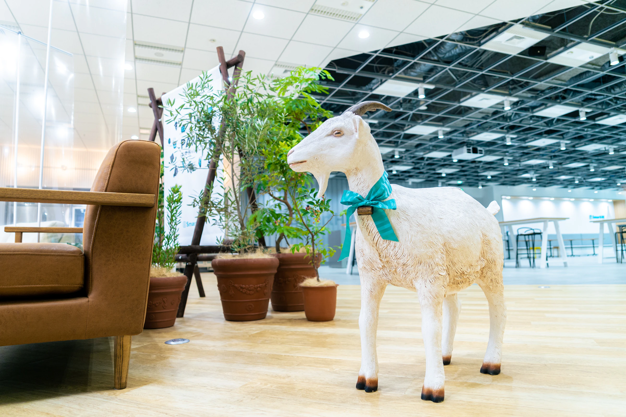 会場設置のヤギ