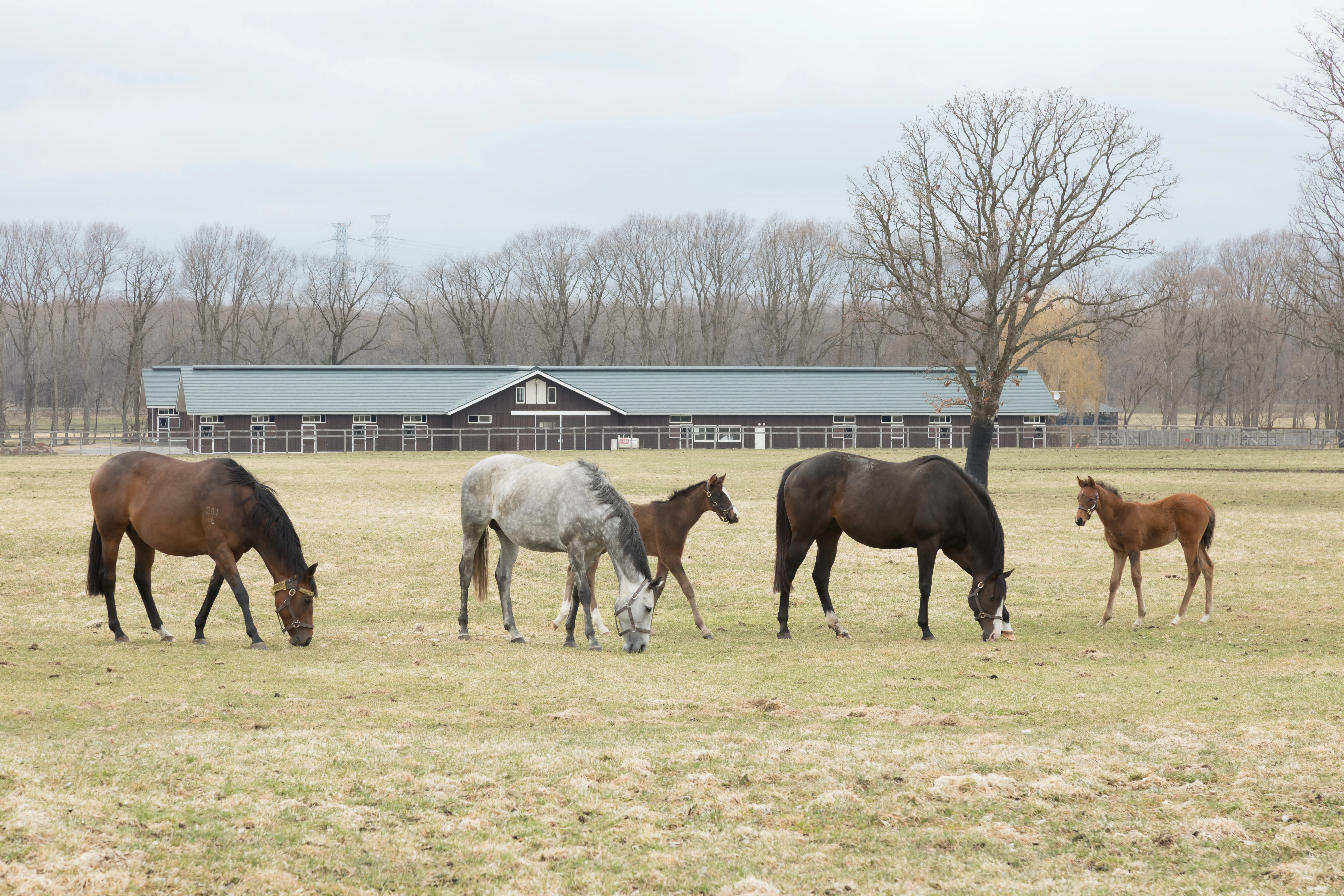 ノーザンファームで飼育される馬たち