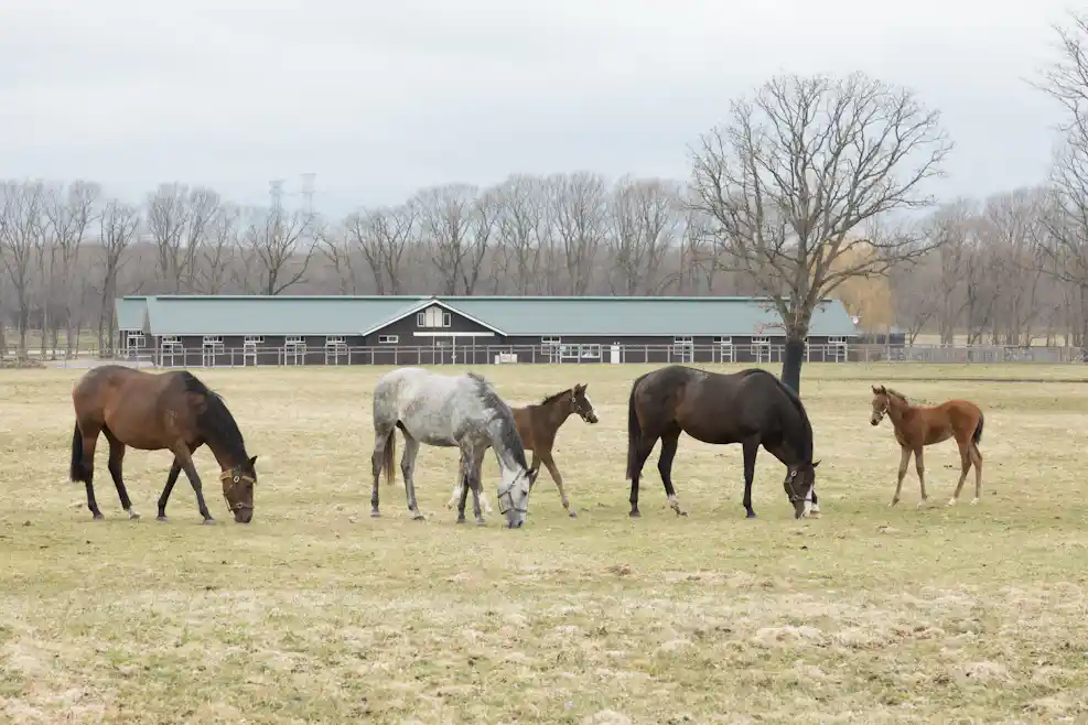 ノーザンファームで飼育される馬たち