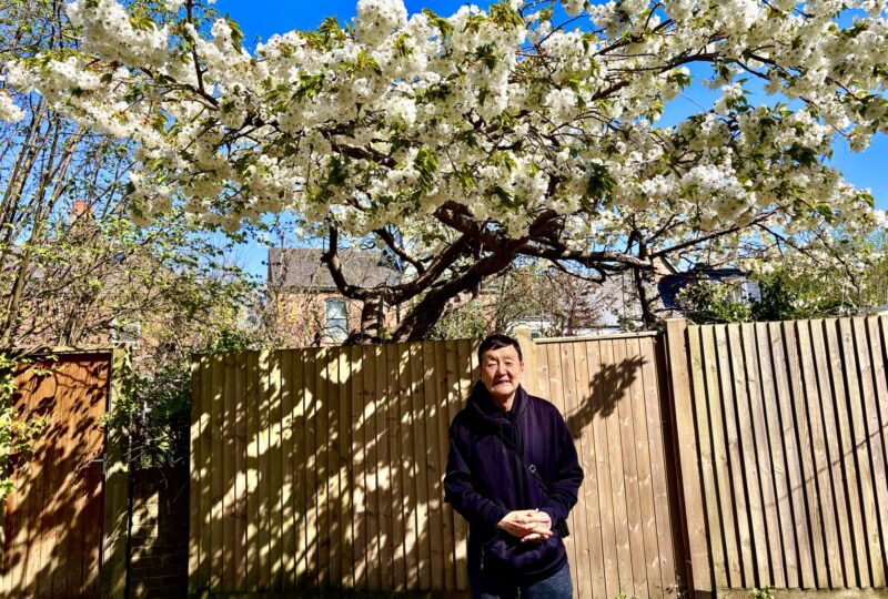 英国で復活した桜『太白』