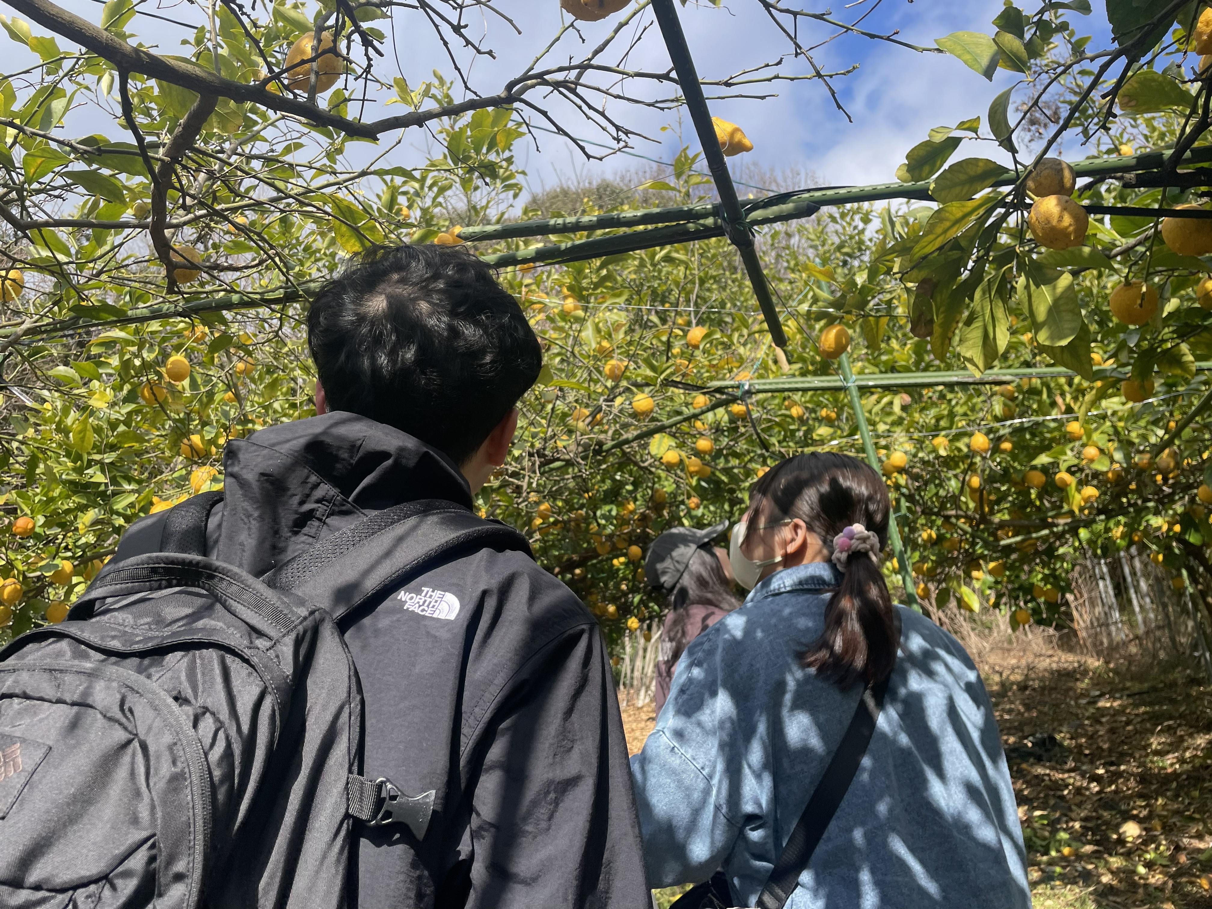 03_いざレモン収穫へ