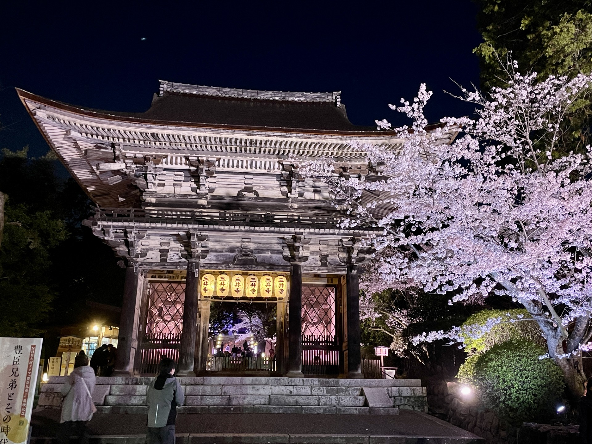 滋贺赏樱·夜樱攻略——当地向导带你避开人潮的私藏赏花地