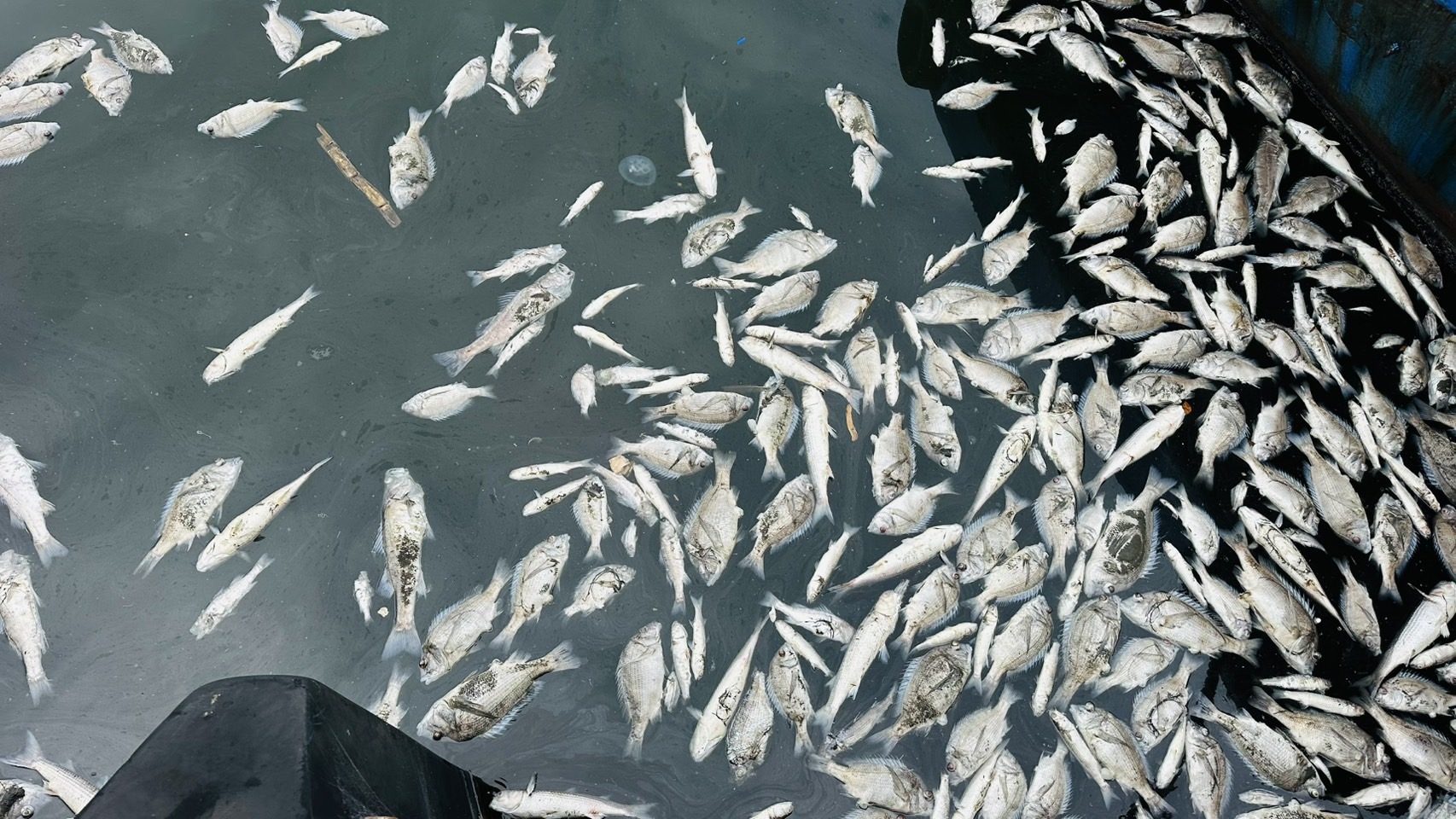 青潮による魚の大量死