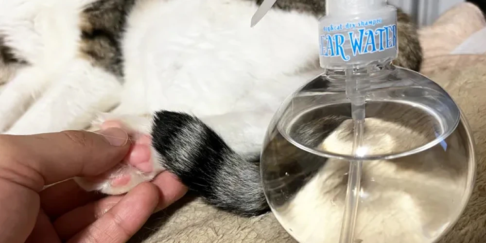 猫の足の汚れ落とし