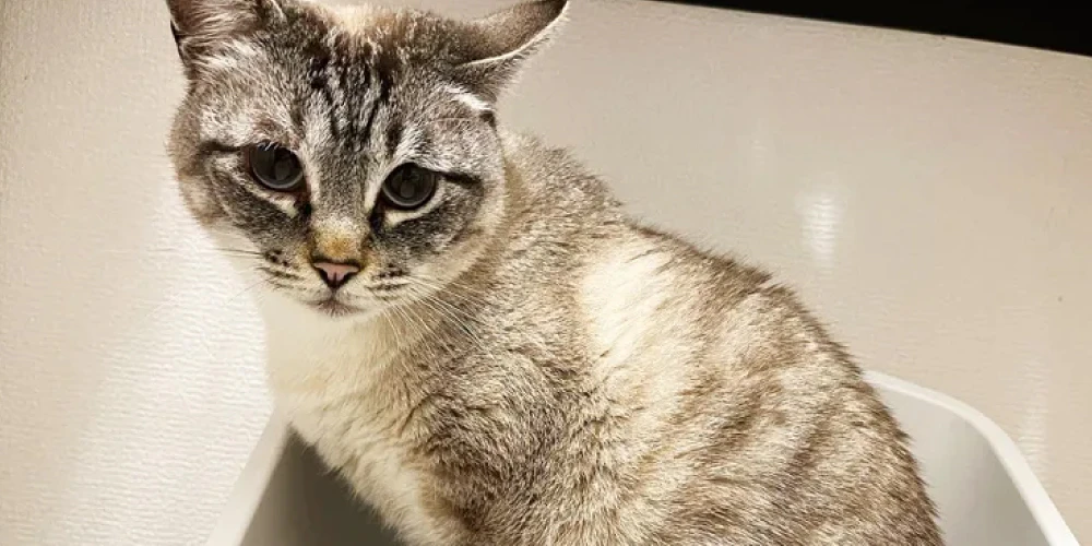 猫の体の汚れにシャンプーをする頻度は？