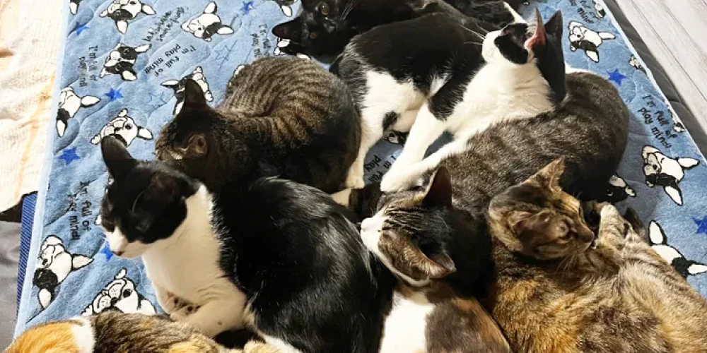 ドライシャンプーで簡単に猫の体の汚れを落とす方法