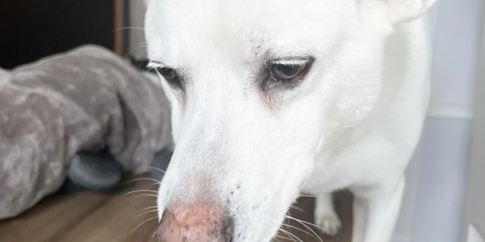 犬の食器を洗う時の注意点