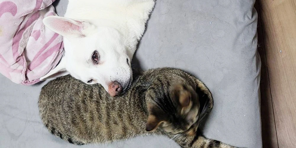 犬の体の汚れにドライシャンプーがオススメな理由