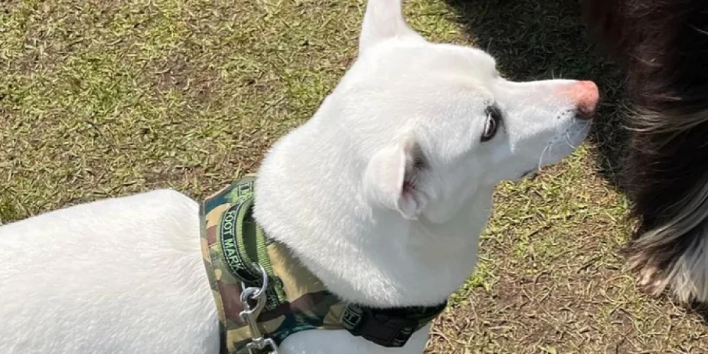 飼い主さんの気を引くため