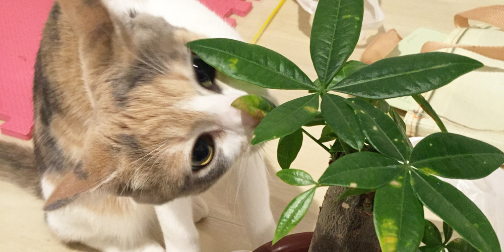 今すぐ確認！猫が中毒を起こす危険な観葉植物 | Dog&Cat CLEAR