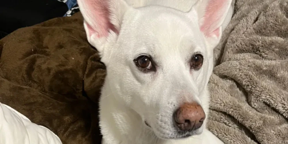 犬のおしっこが臭うときの対処方法