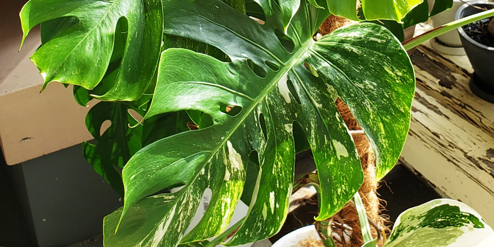猫が中毒を起こす観葉植物：モンステラ
