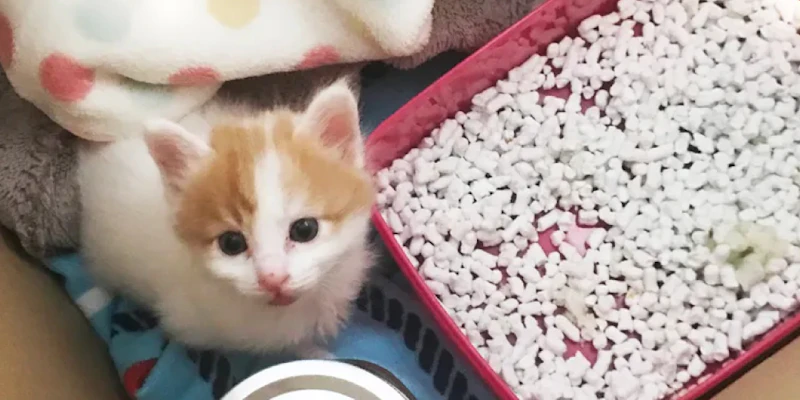猫のおしっこが臭うのはおしっこの濃度