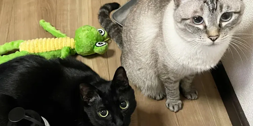 老猫の体の汚れに大切なのは