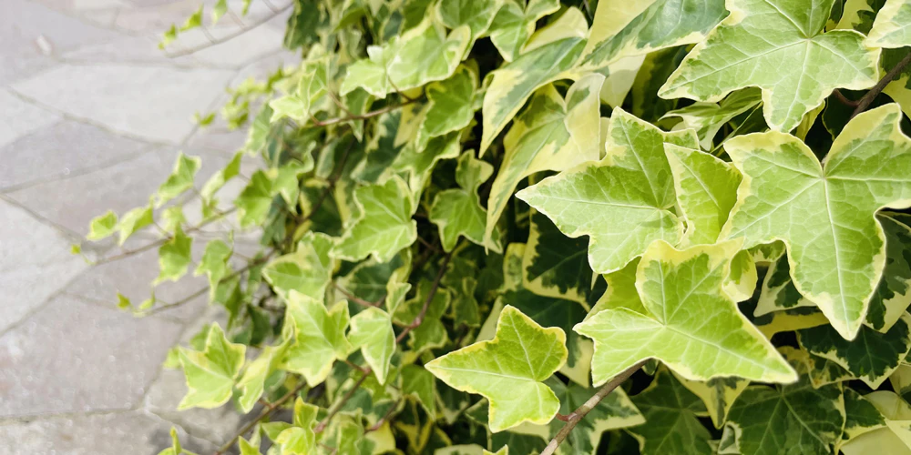 猫が中毒を起こす観葉植物：アイビー