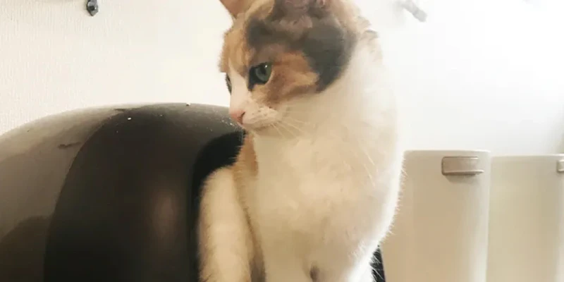 猫のおしっこに含まれる臭い成分が原因