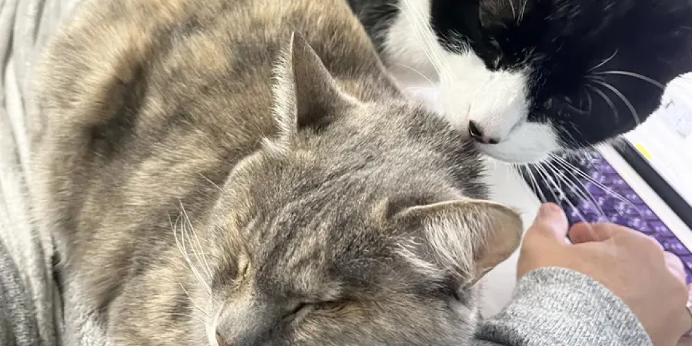 多頭飼いの注意点2:環境