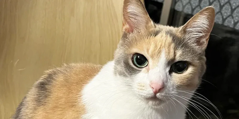 室内でも猫の体は汚れる
