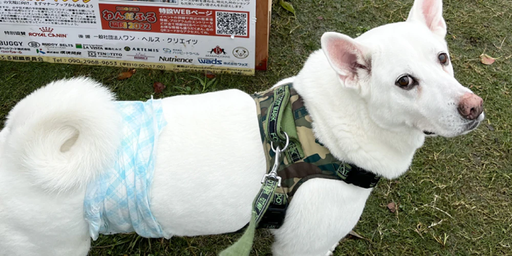 犬の食器にぬめりがつく原因は？