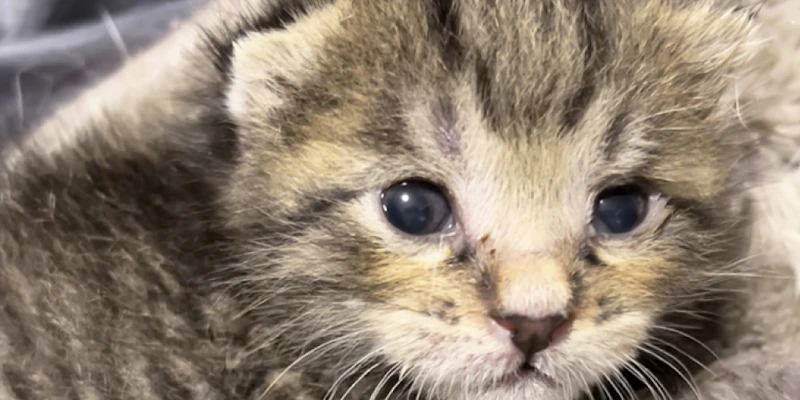 猫の食器のぬめり落としに人間用の洗剤でいいの？
