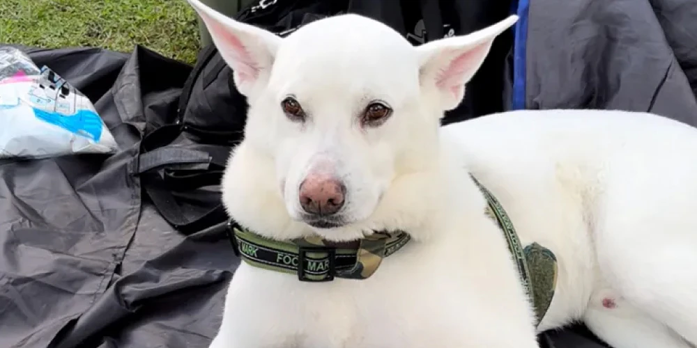 犬のおしっこが臭うのは「アンモニア」が原因