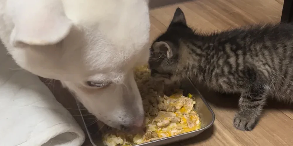 おしっこの臭いは食事で変化する？