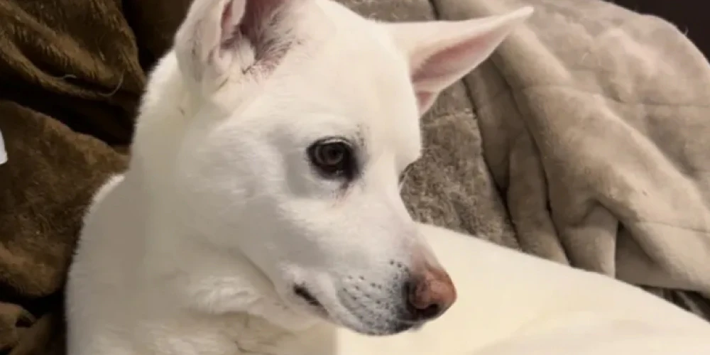 犬の臭いまとめ