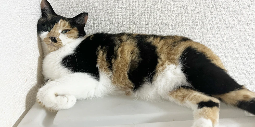こんな植物ならまだ安心