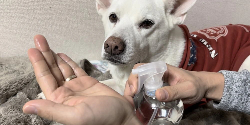飼い主さまの手にスプレーをする