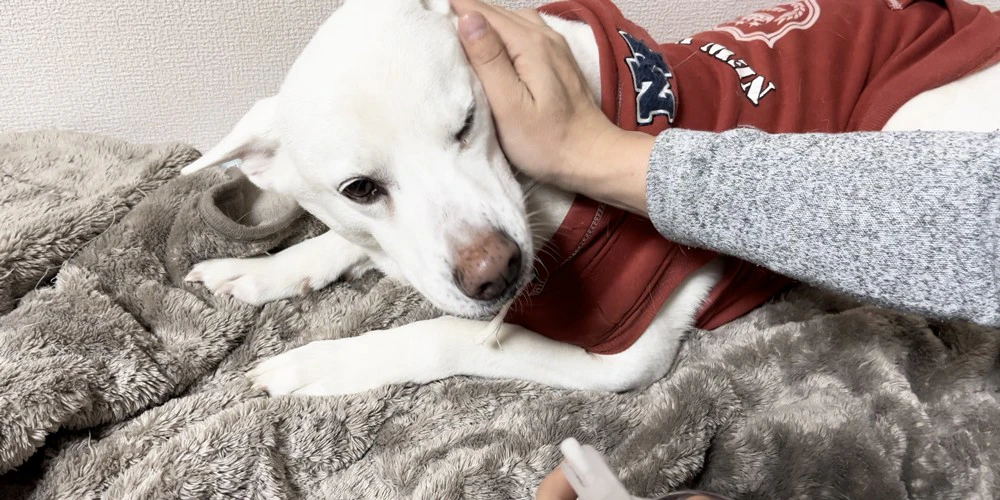 犬の体にマッサージするように成分を馴染ませる