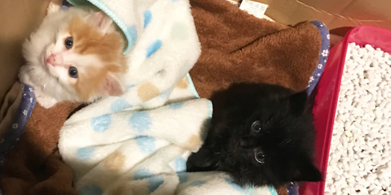 猫のおしっこの臭いまとめ