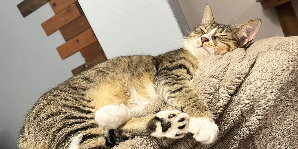 アロマオイルが猫にどんな症状を？