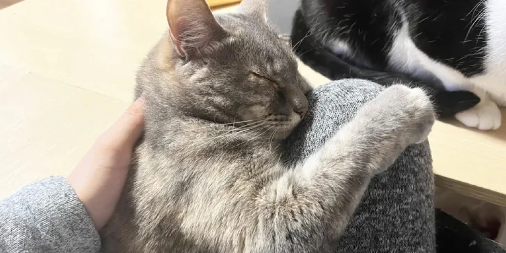 猫の体が汚れる原因3つ