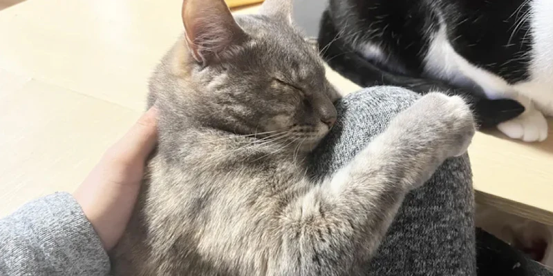猫の体が汚れる原因3つ