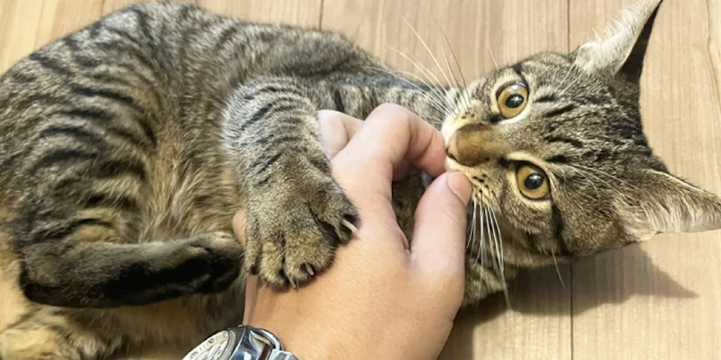 猫の食器にぬめりがつく原因は？