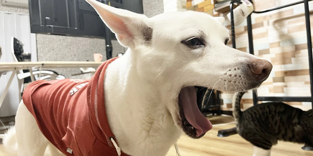 犬の体に多い汚れは？