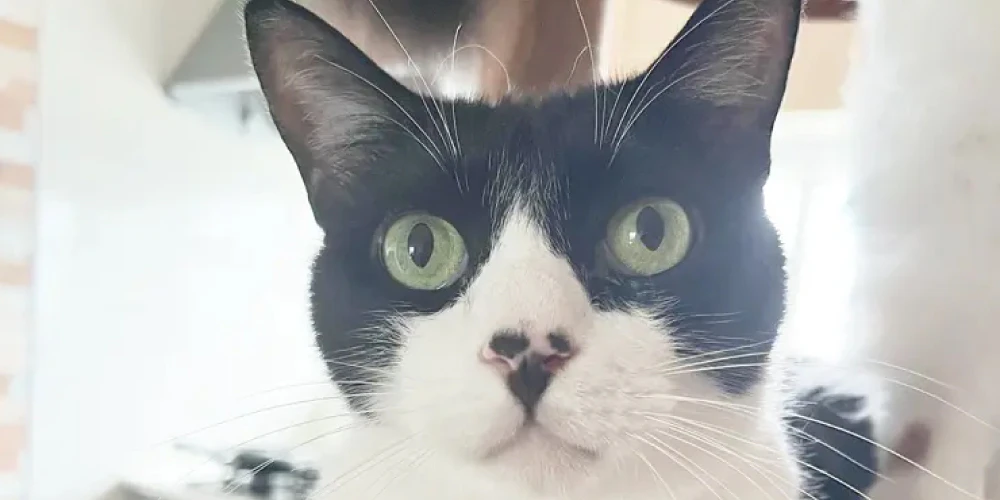 老猫は11歳から！