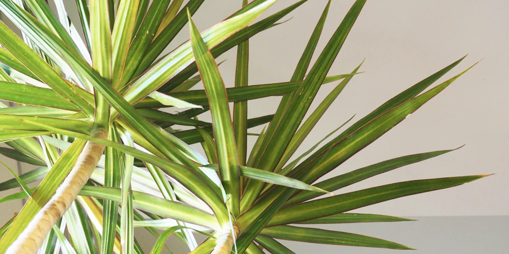 猫が中毒を起こす観葉植物：ドラセナ