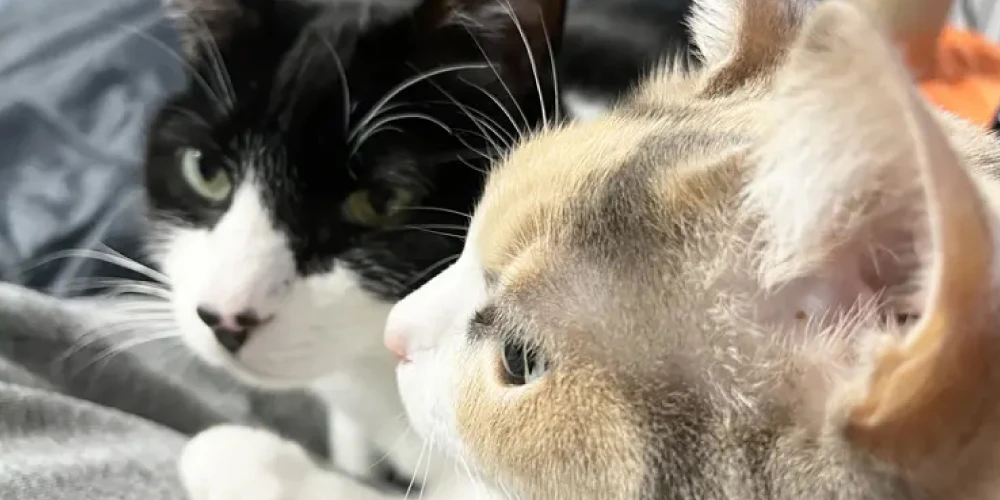 多頭飼いの注意点1:猫の相性