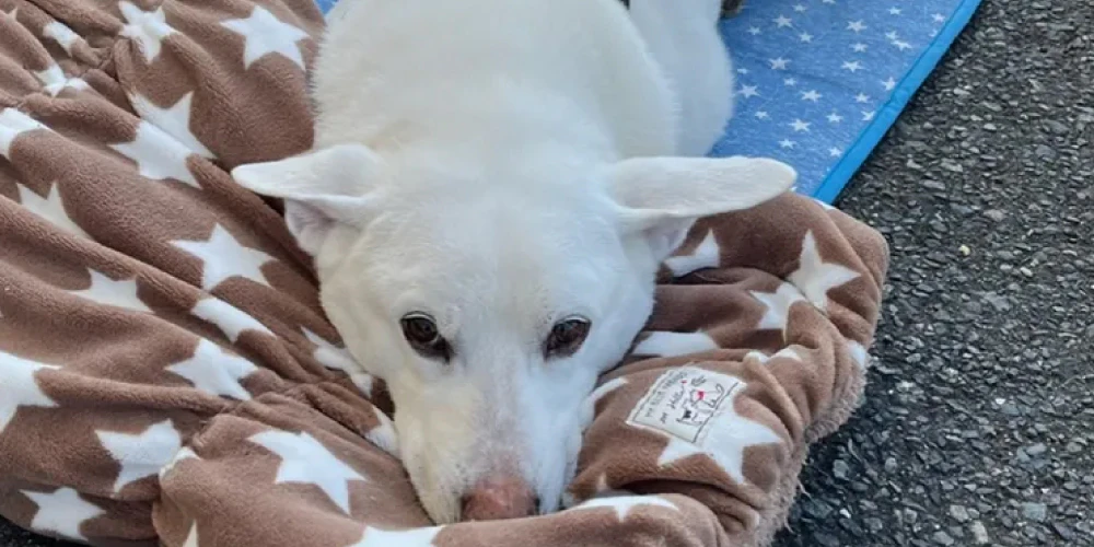 犬のおしっこの臭いの原因は3つ！