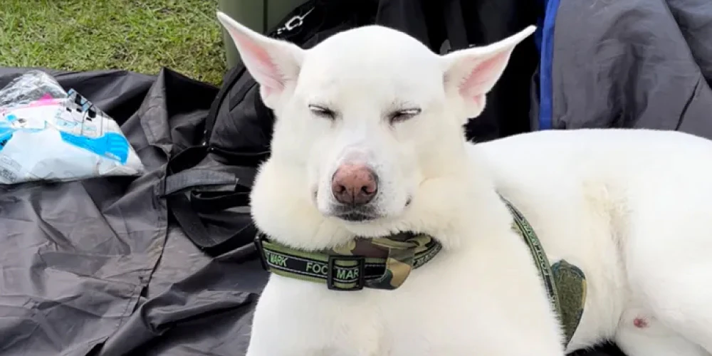 トイレに他の犬のおしっこの臭いがついている