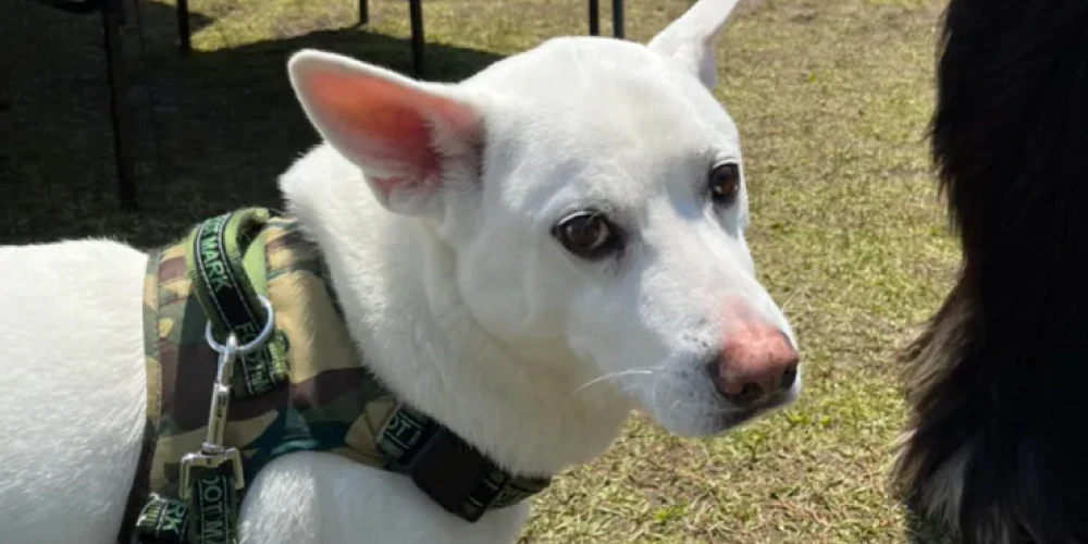 高齢化のため
