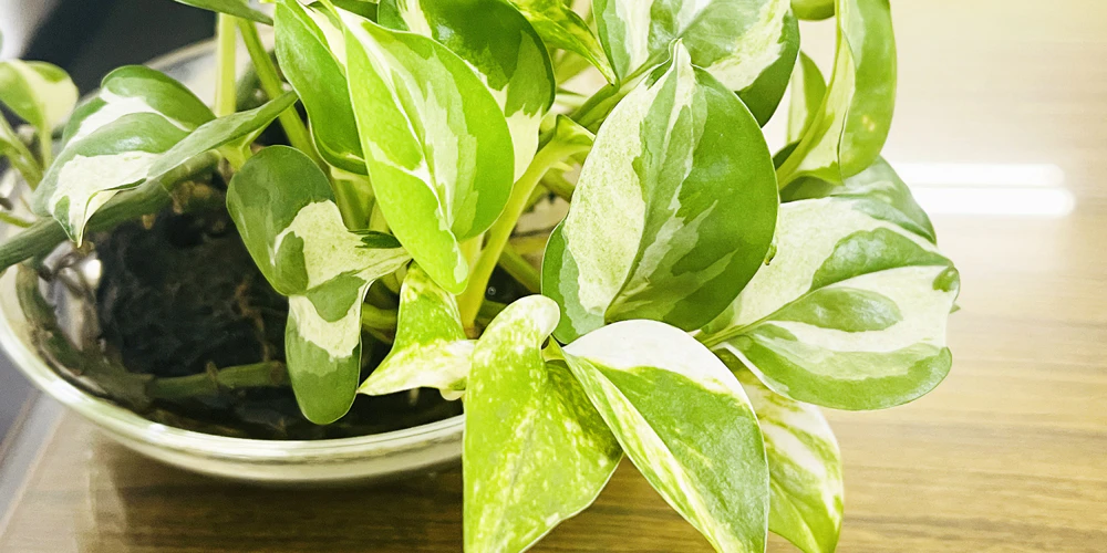 猫が中毒を起こす観葉植物：ポトス