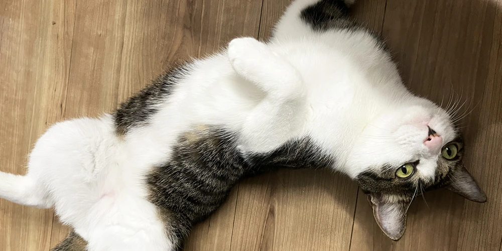 アロマオイルが猫に危険をもたらす原因