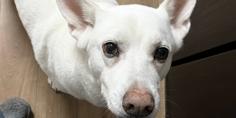 犬の食器のぬめり汚れに人間用の洗剤を使っていいの？