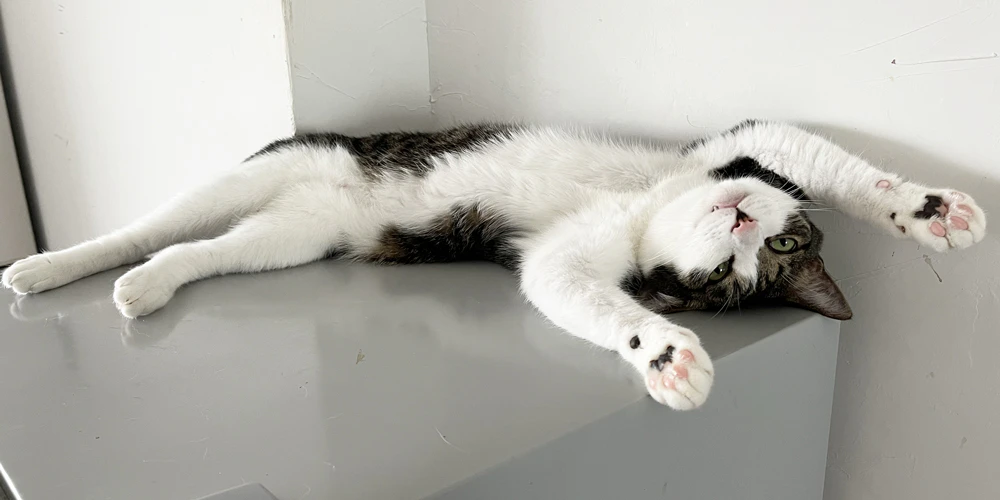 こんなアロマ製品は猫には要注意