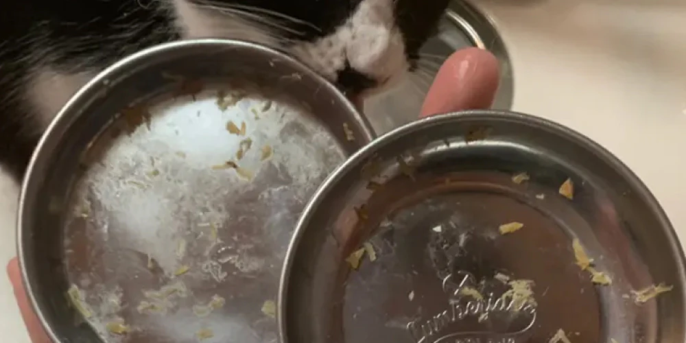 犬の汚れやぬめりがついた食器を準備