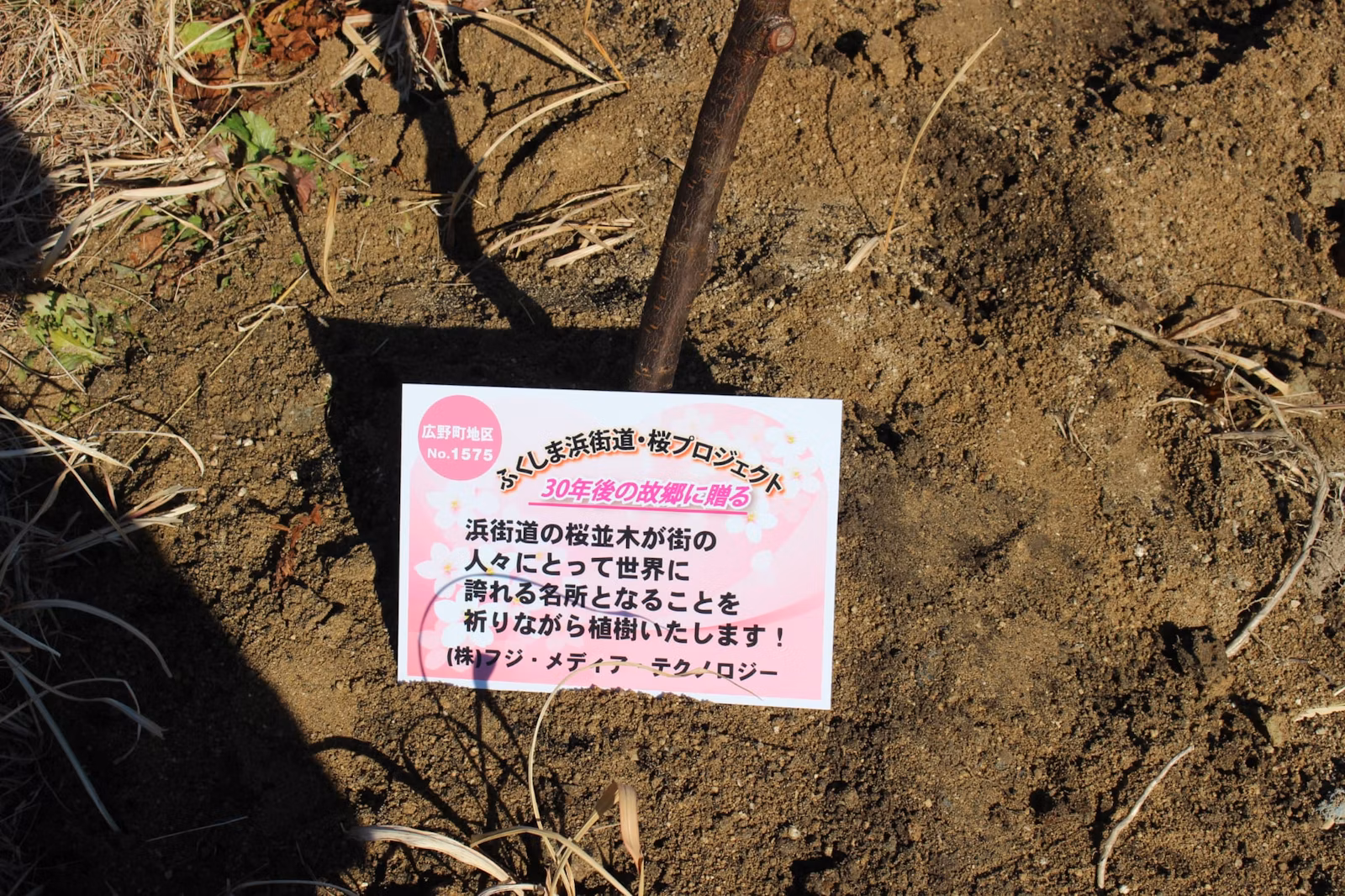 CSR活動報告：桜植樹2025