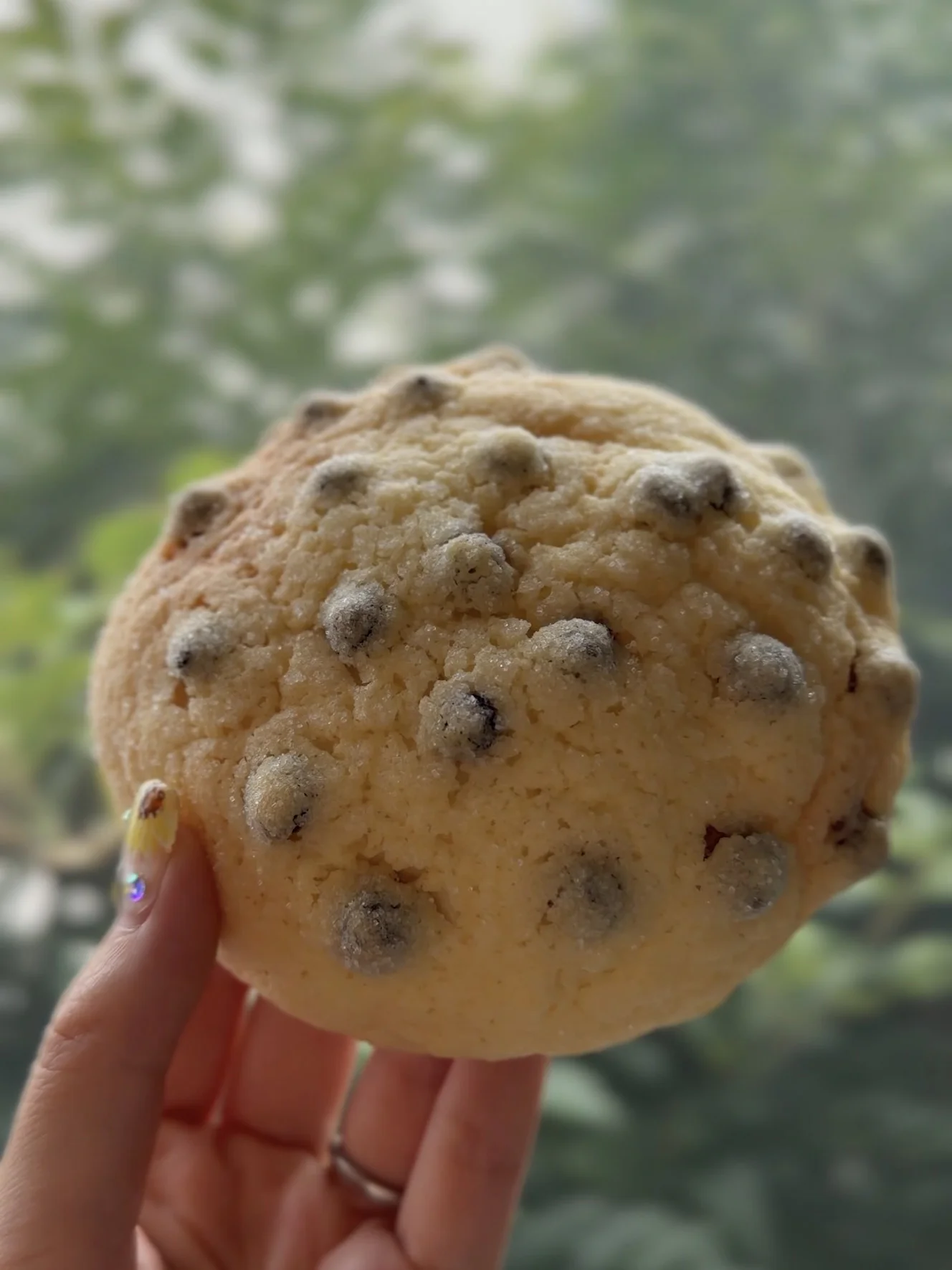 チョコチップメロンパン。表面いっぱいにチョコチップが埋め込まれている