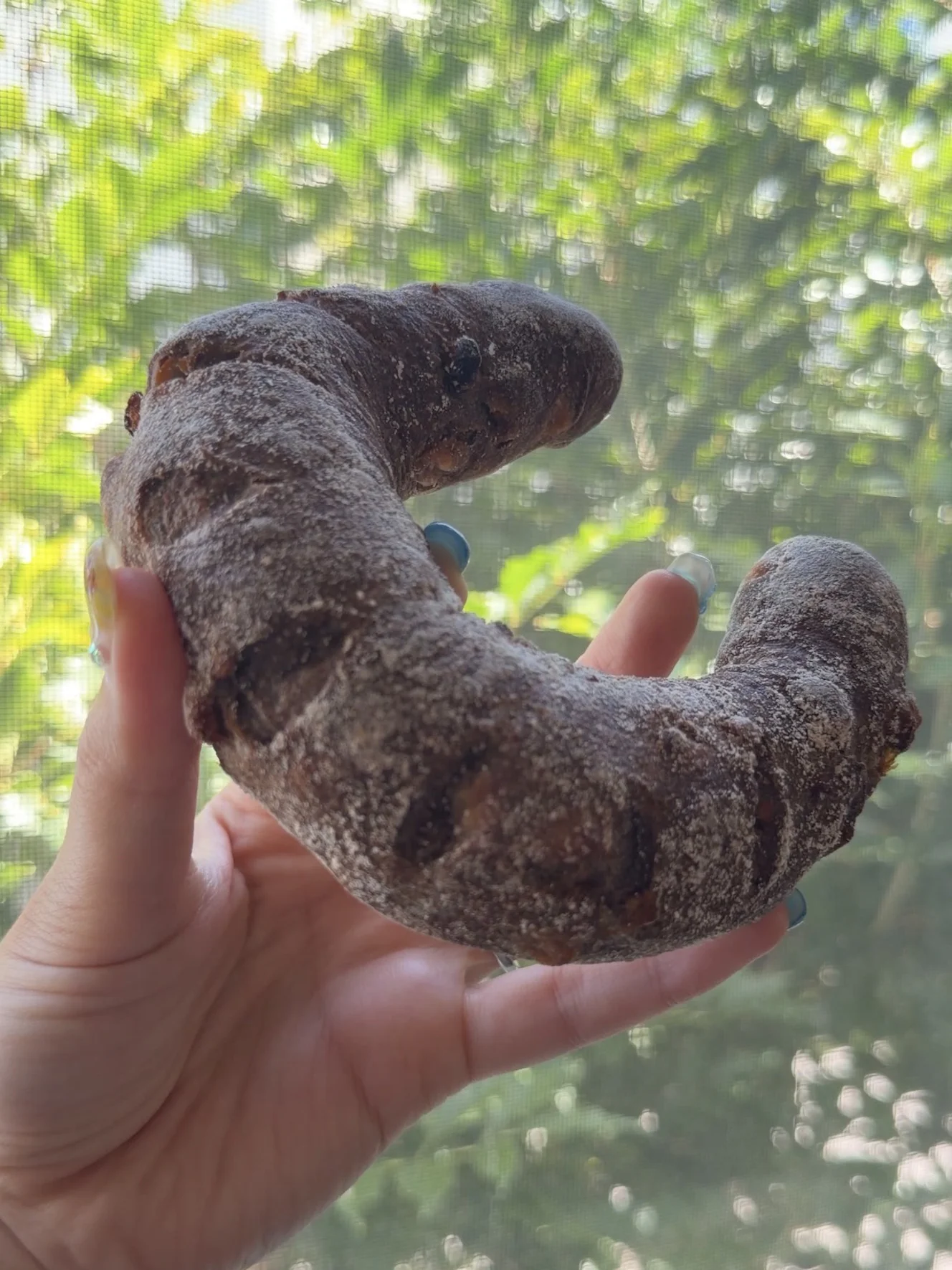 ほうじ茶とりんごのパン。三日月型でほうじ茶色の生地に、りんごとくるみが入っている